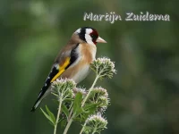 [Carduelis]